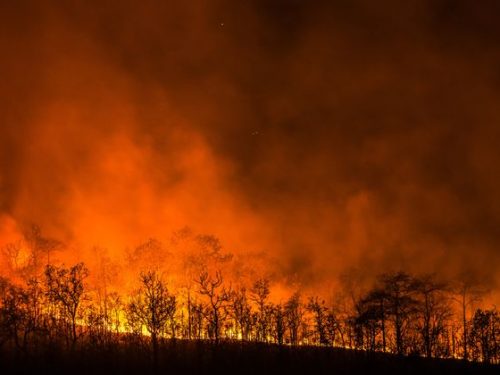 Amazzonia in fiamme e il problema della deforestazione