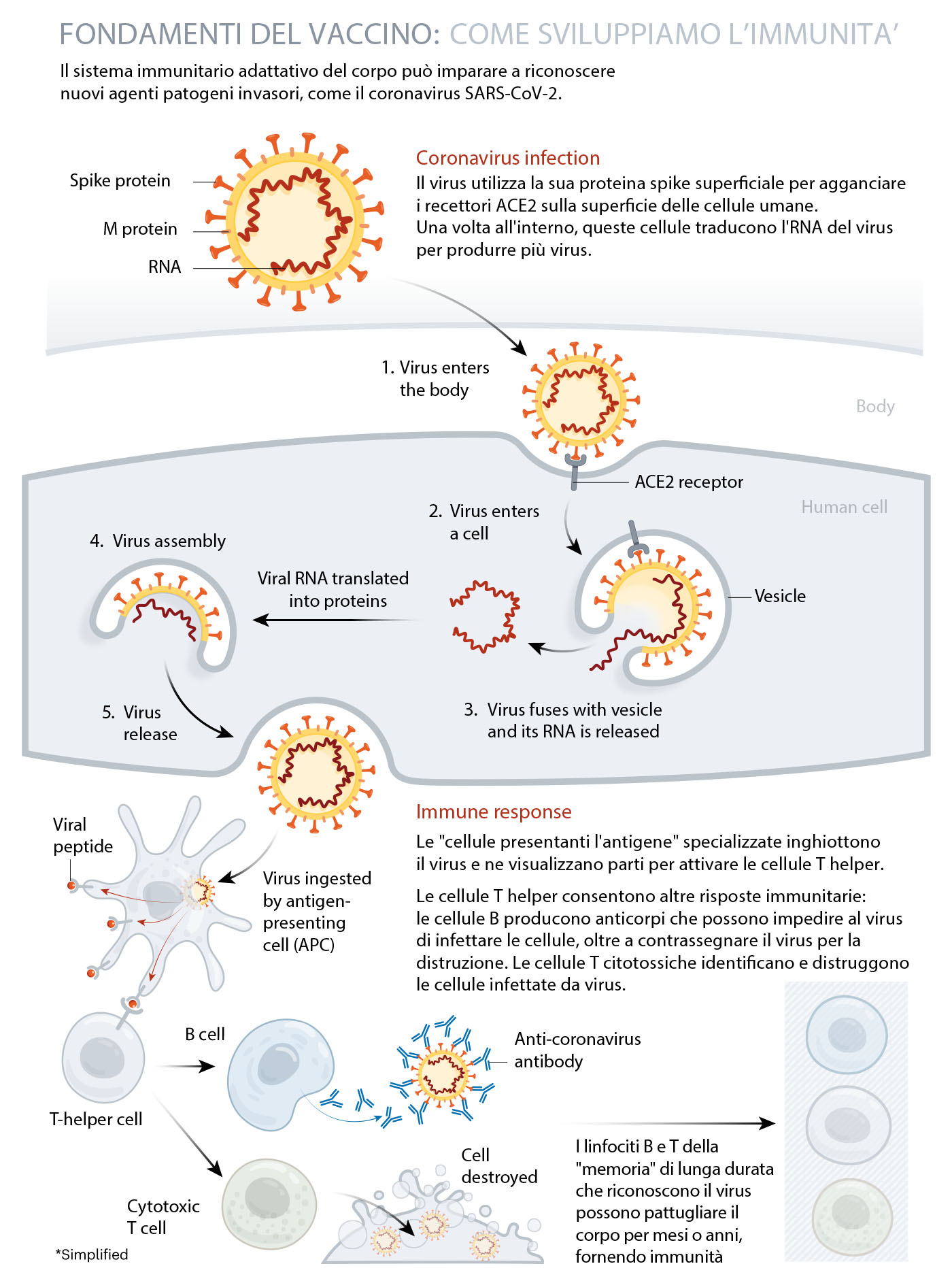 vaccine immune development